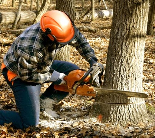 Tree Removal in Bethlehem, PA